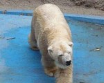 "Los trabajadores del zoológico no vemos muy claros los detalles del por qué trasladar a un oso longevo de 29 años a otro zoológico, un animal que ha estado 20 años recibiendo cuidados especiales", manifestó el profesional de la salud animal.